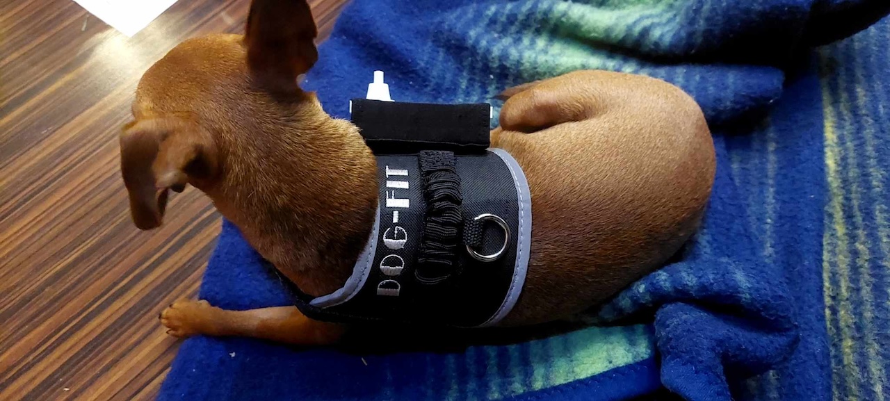Dog-Fit